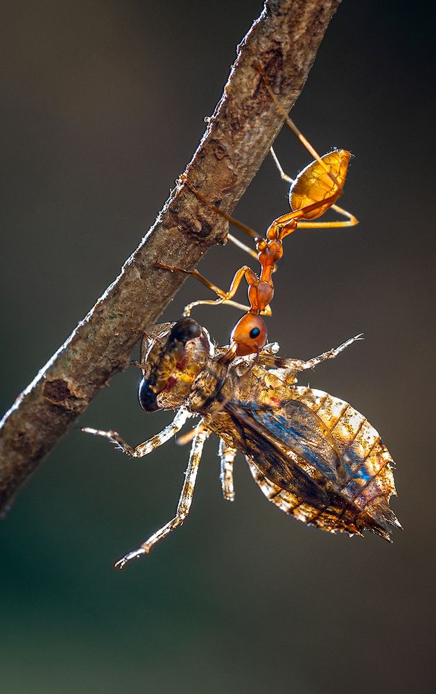 Photograph by Arjun Haarith