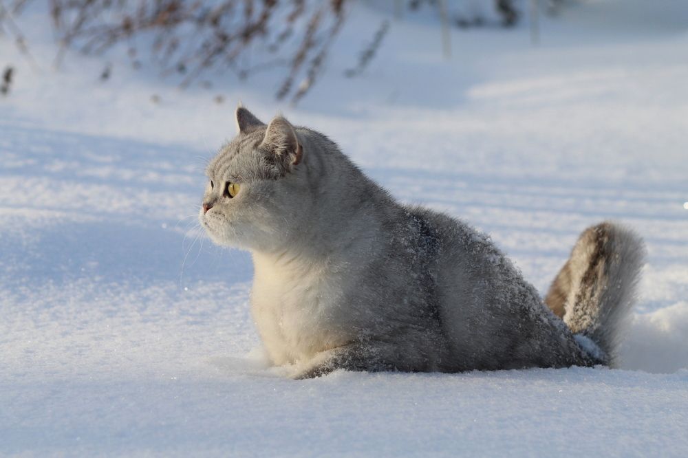 Зимняя охота