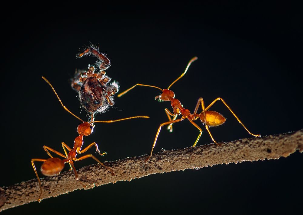 Photograph by Arjun Haarith