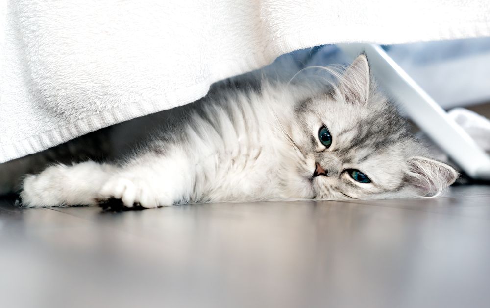 Photograph by Raimondas Zavackis