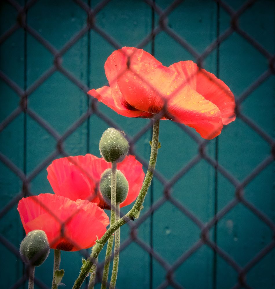 Запрещенная красота