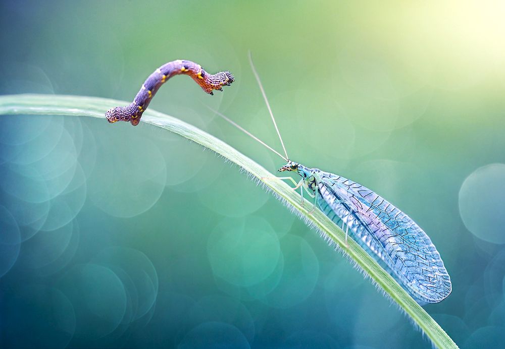 Meeting on a blade of grass/Встреча на травинке