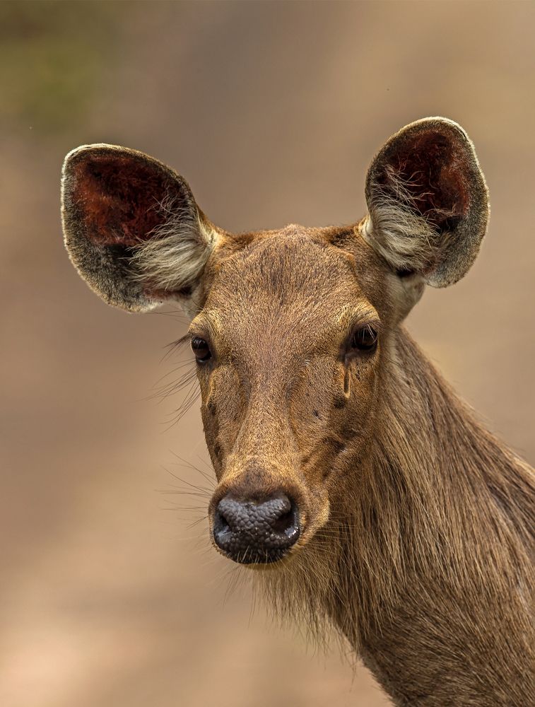 Фотография автора SOURAV MUKHERJEE