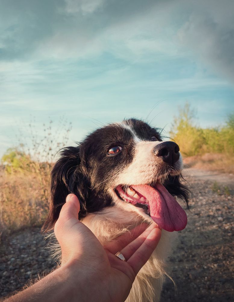Dog and man friendship