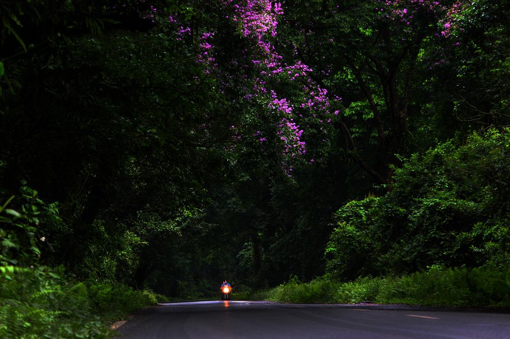 The Lone Rider