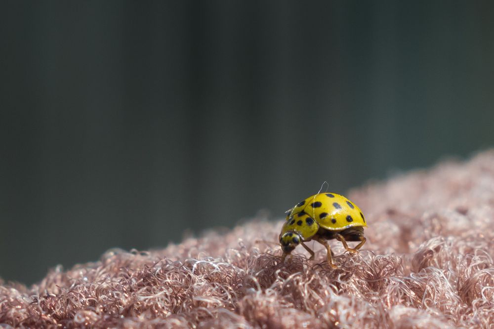 Photograph by Олег Бережных