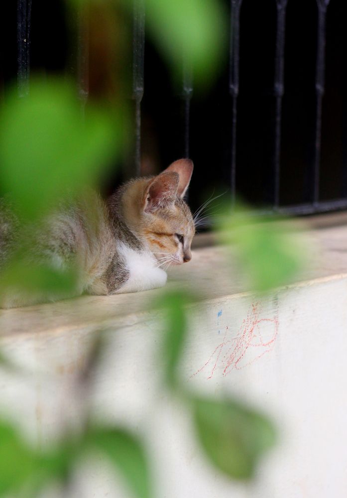 Photograph by Rijas Galleria