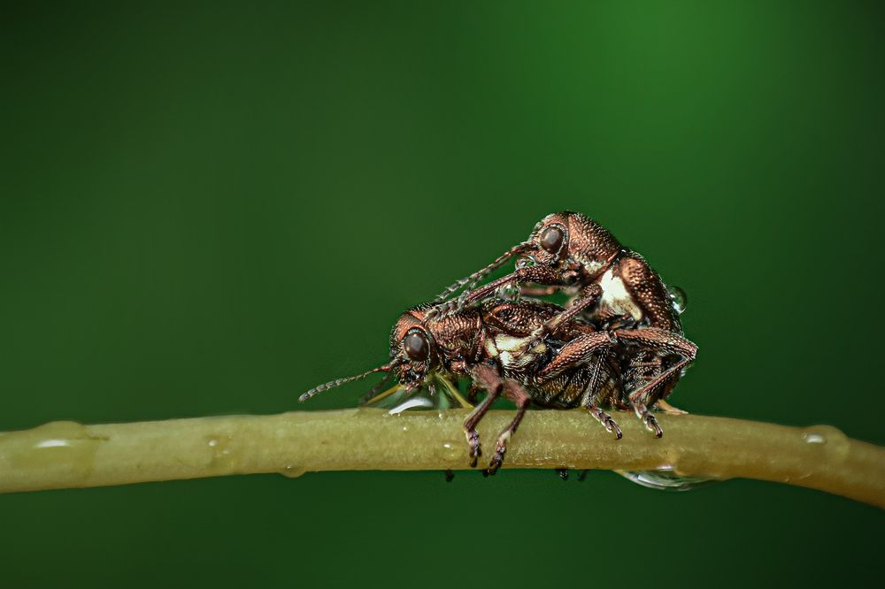 Beetles Mating