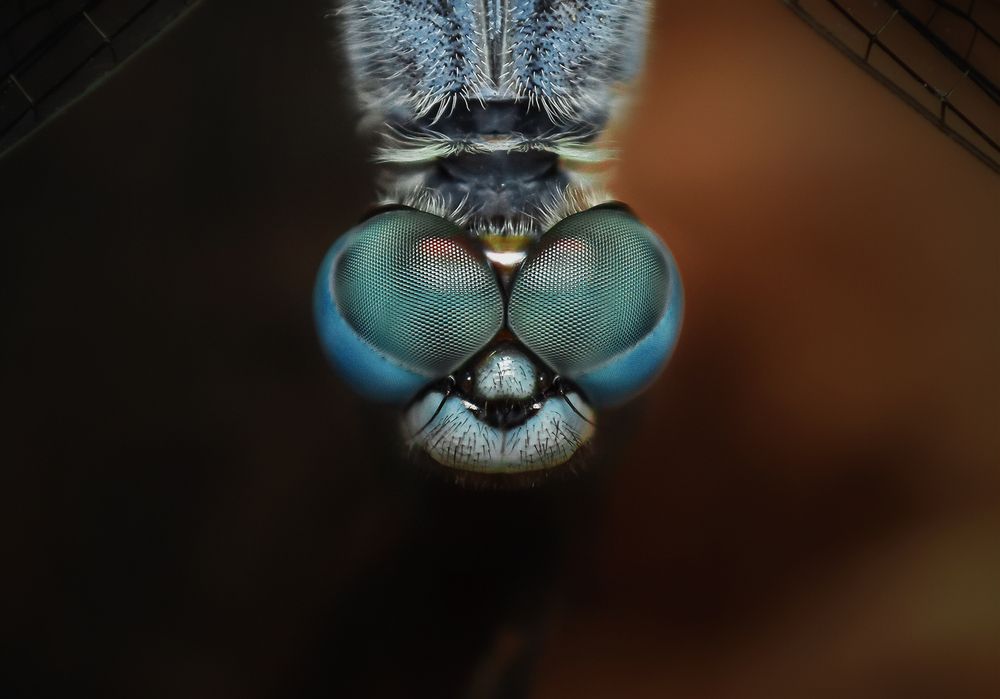 Dragonfly Top View