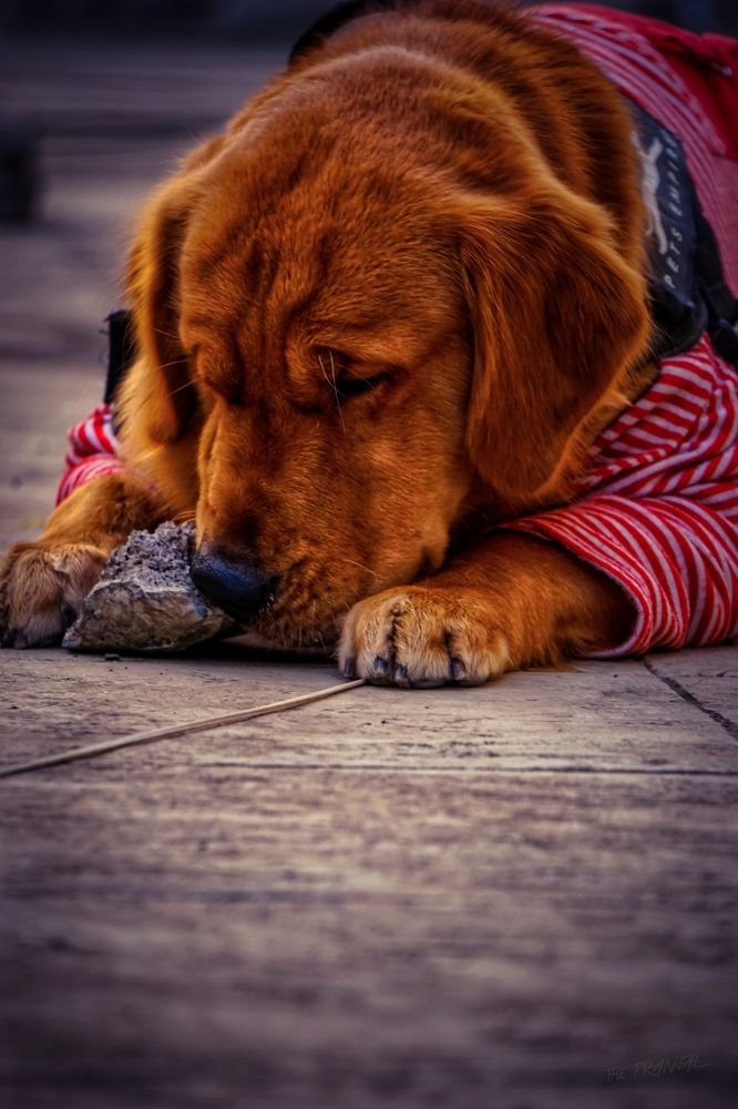 Фотография автора Pranjal Paliwal