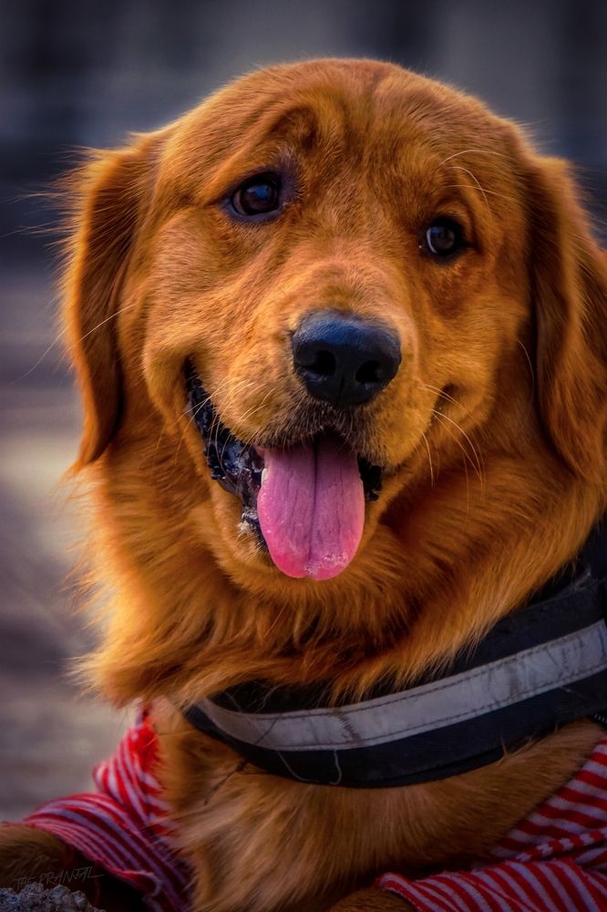 Фотография автора Pranjal Paliwal