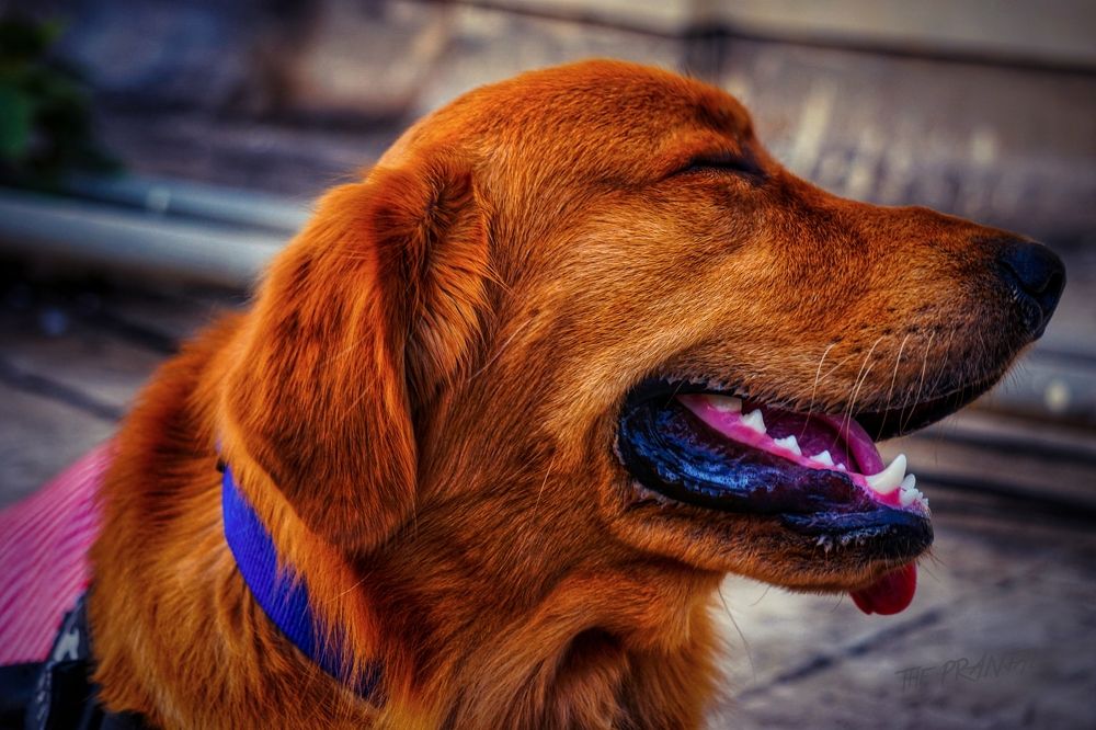 Фотография автора Pranjal Paliwal