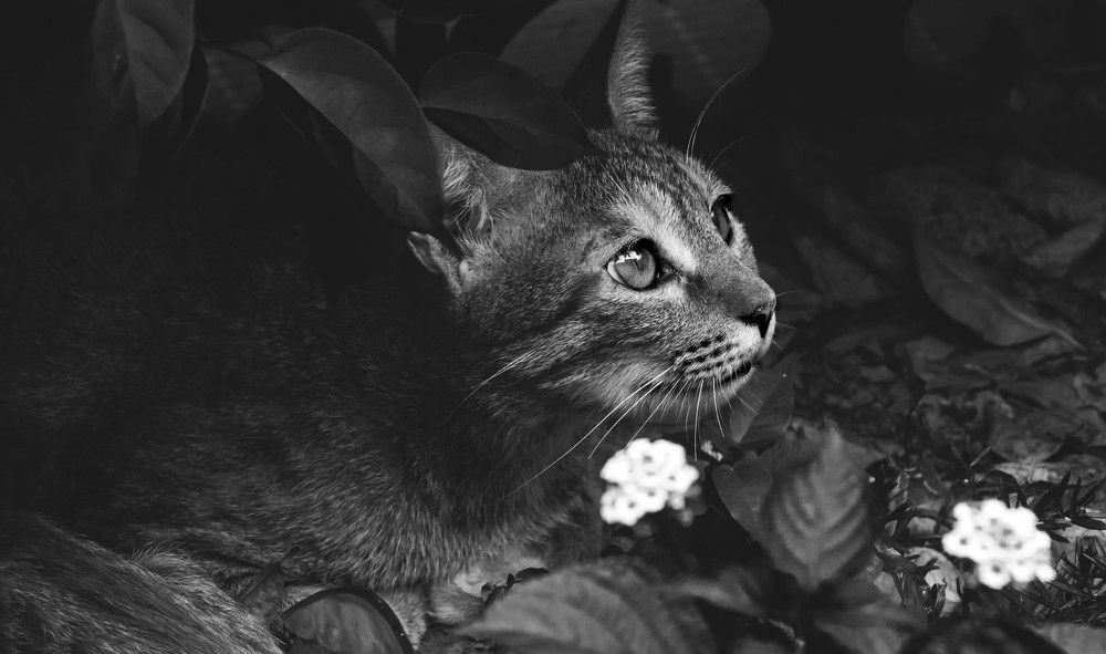 Photograph by Shivani Bhatia