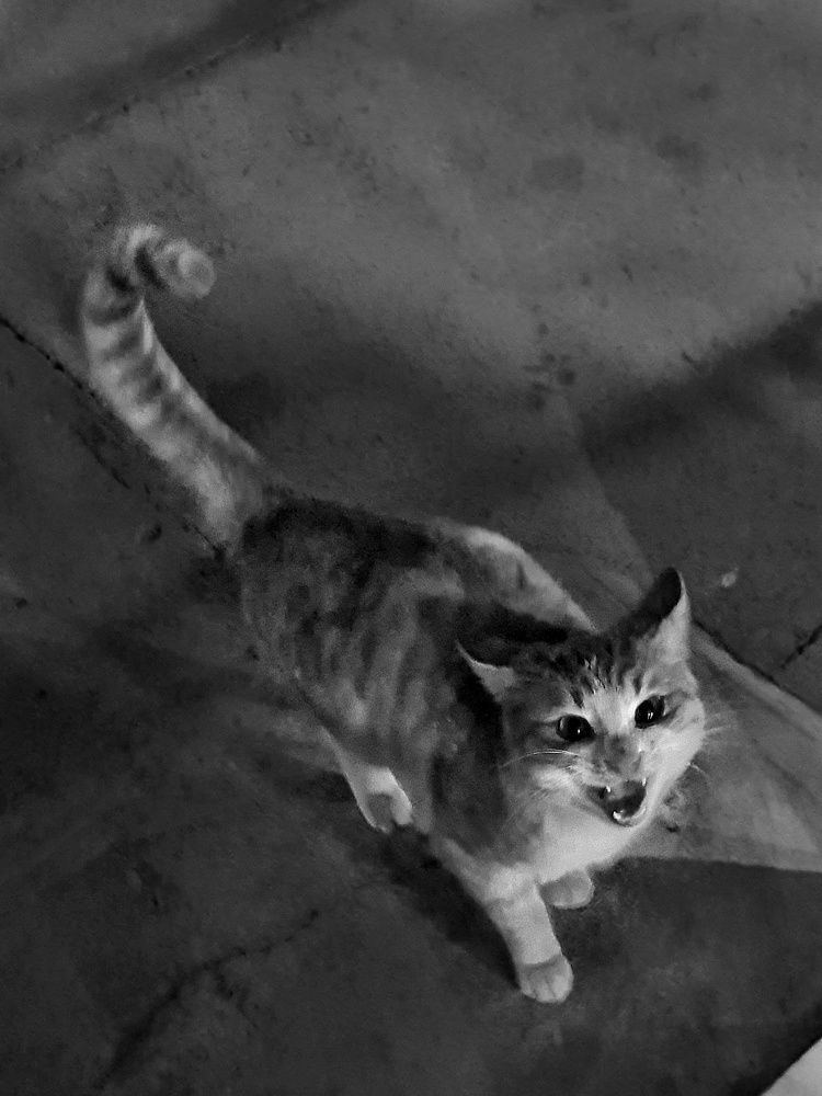 Beging for food