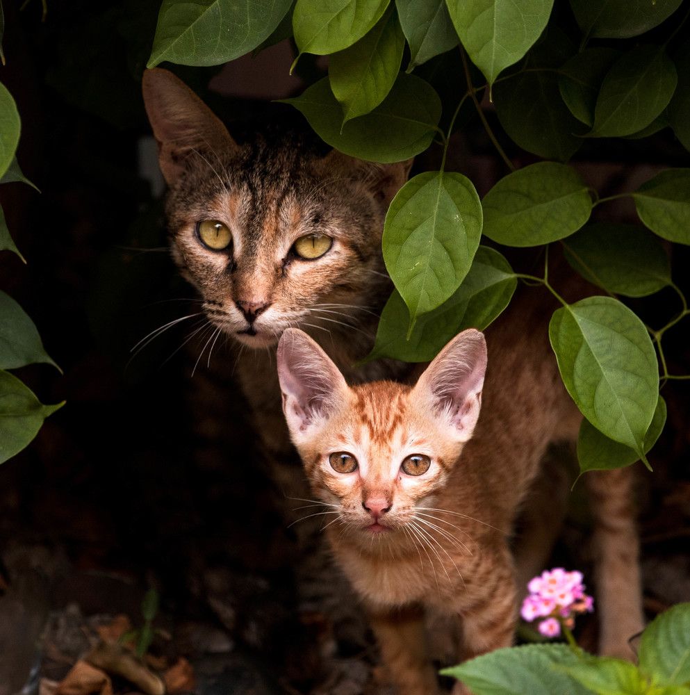 Photograph by Shivani Bhatia