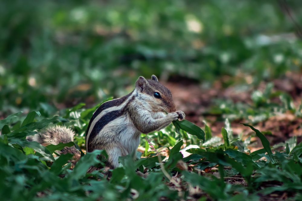 Photograph by Md.Shamim-Us-Salehin