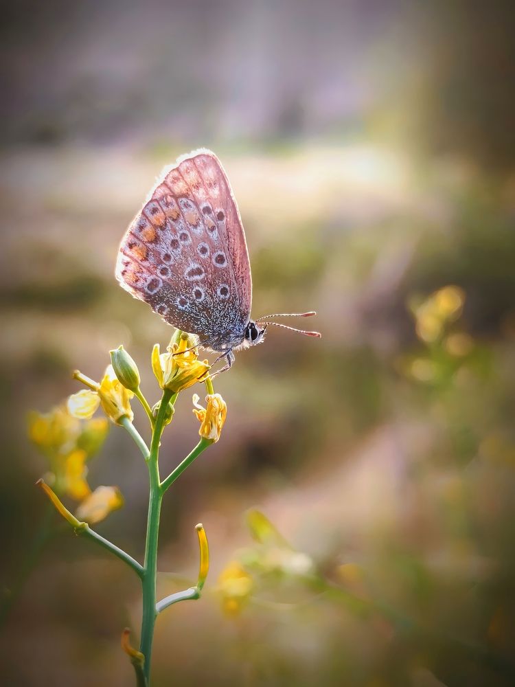 Photograph by Ali goreishi1