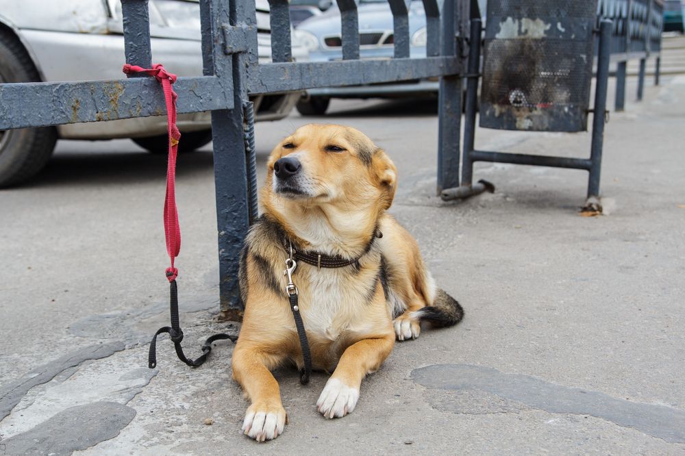 Proud smiling dog