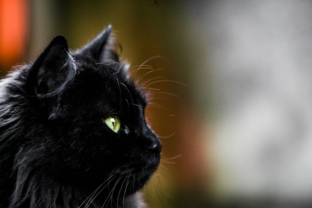 Photograph by VANDEIR FERREIRA SILVA PAIXAO