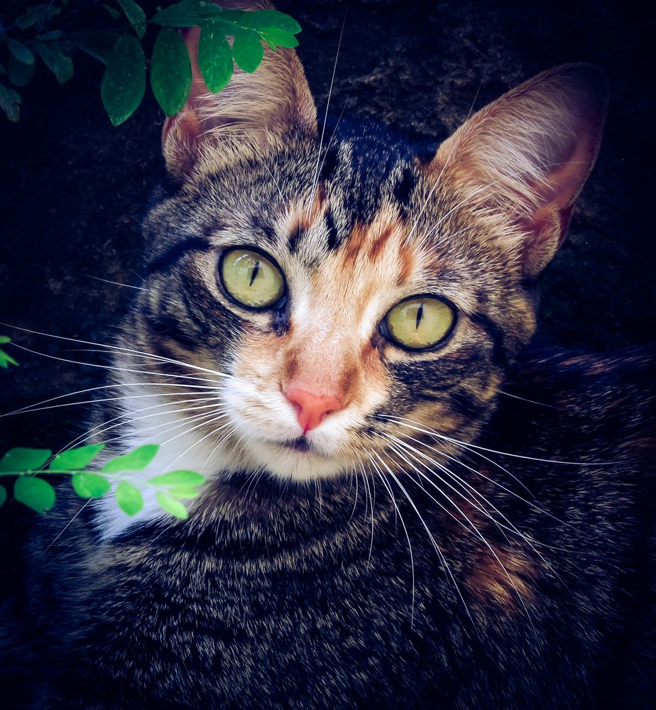 Photograph by VANDEIR FERREIRA SILVA PAIXAO