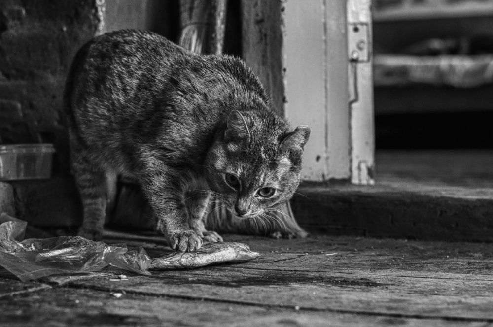 Photograph by Анастасия Голубева