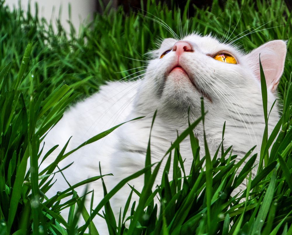 Photograph by VANDEIR FERREIRA SILVA PAIXAO