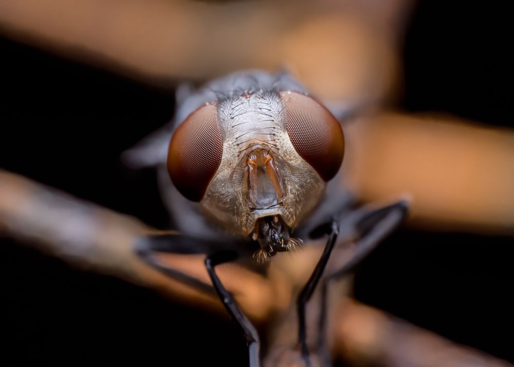 Фотография автора Kiran KV