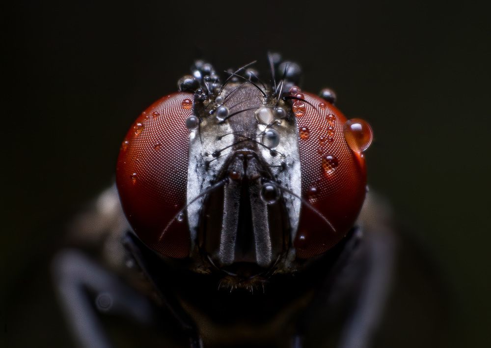 Фотография автора Kiran KV