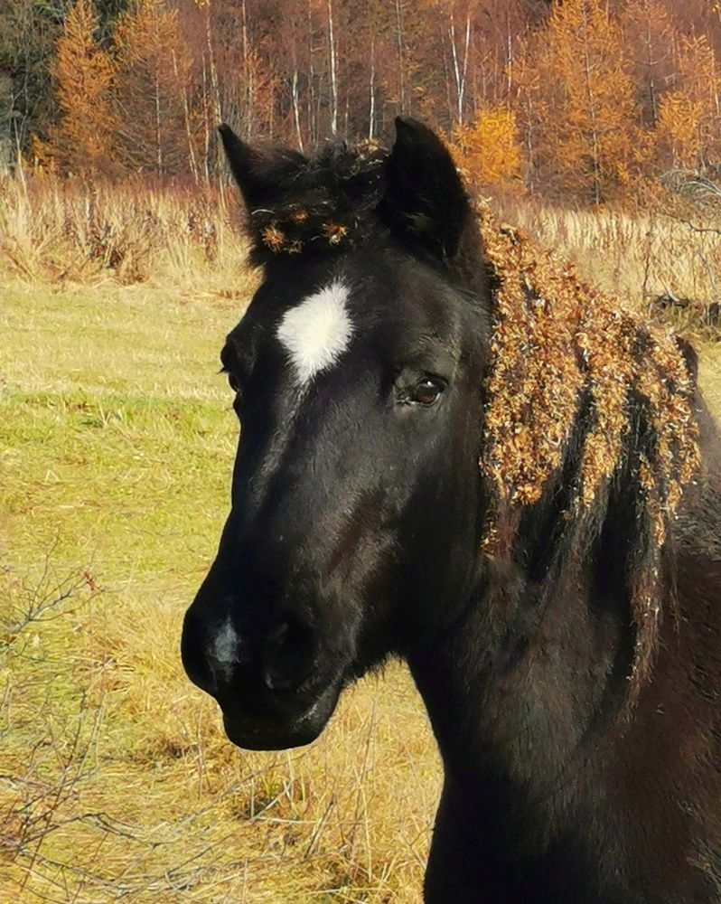 Конь огонь - портрет