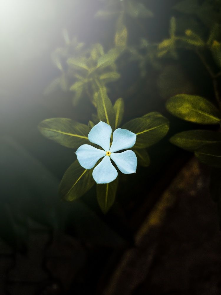 Photograph by VIJAYANAND M M