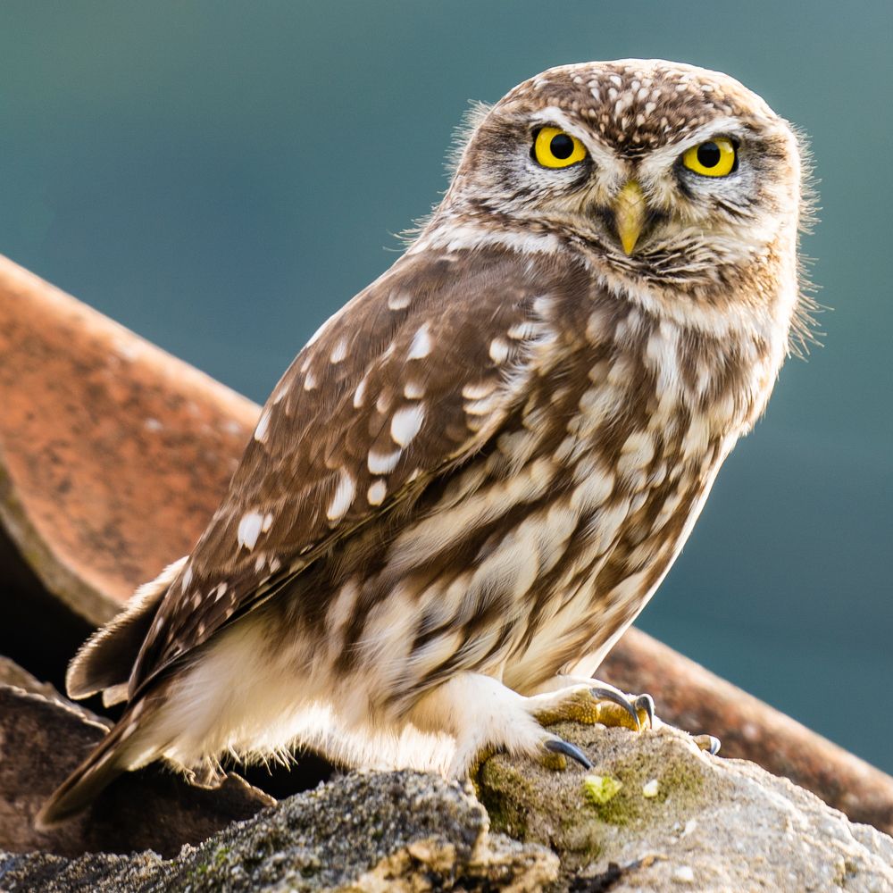 Photograph by Robert Jankovic