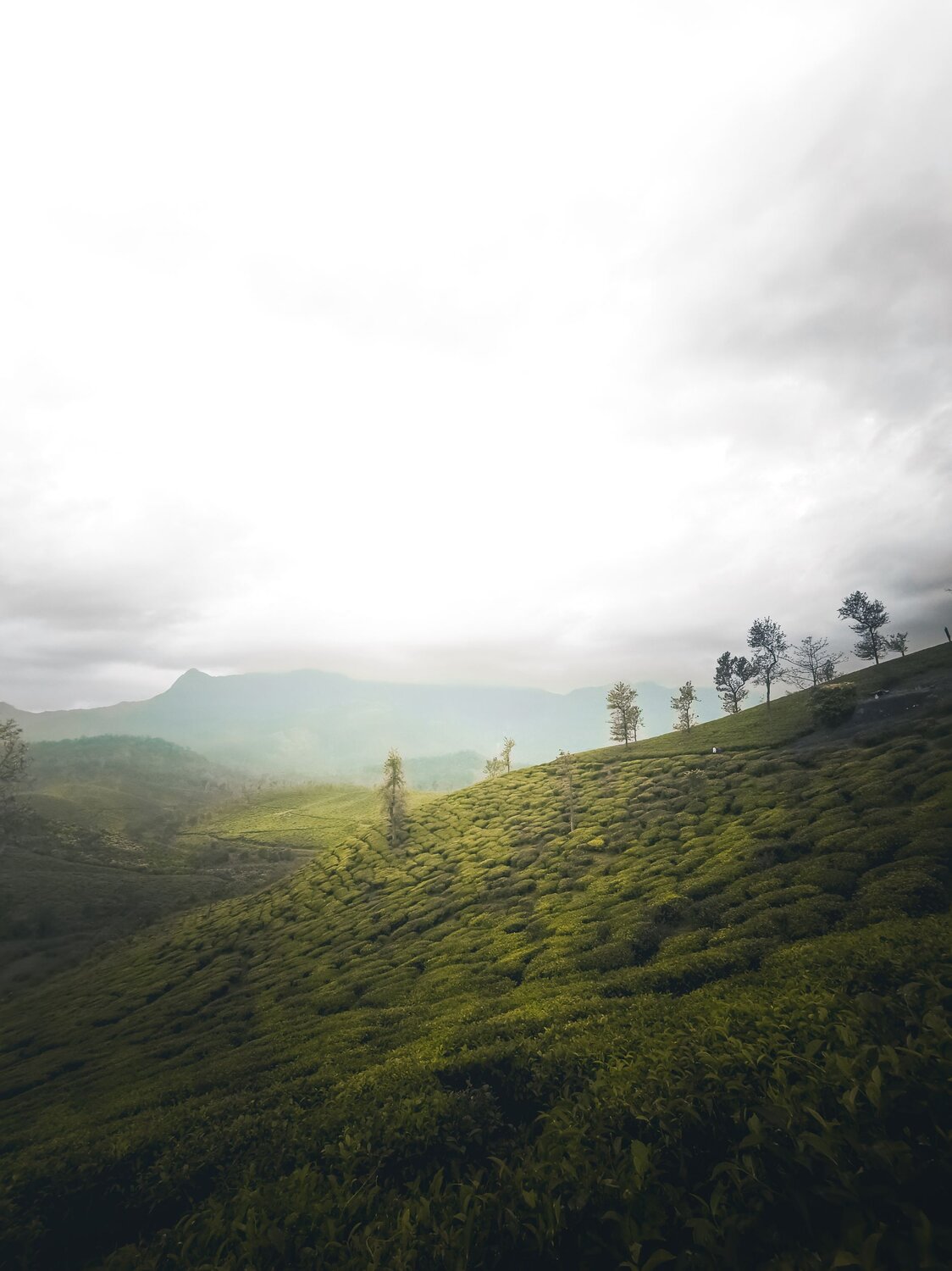 Foggy hill top