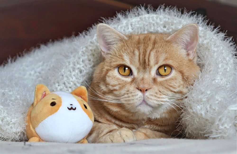 Фотография автора Валентина Гундарева