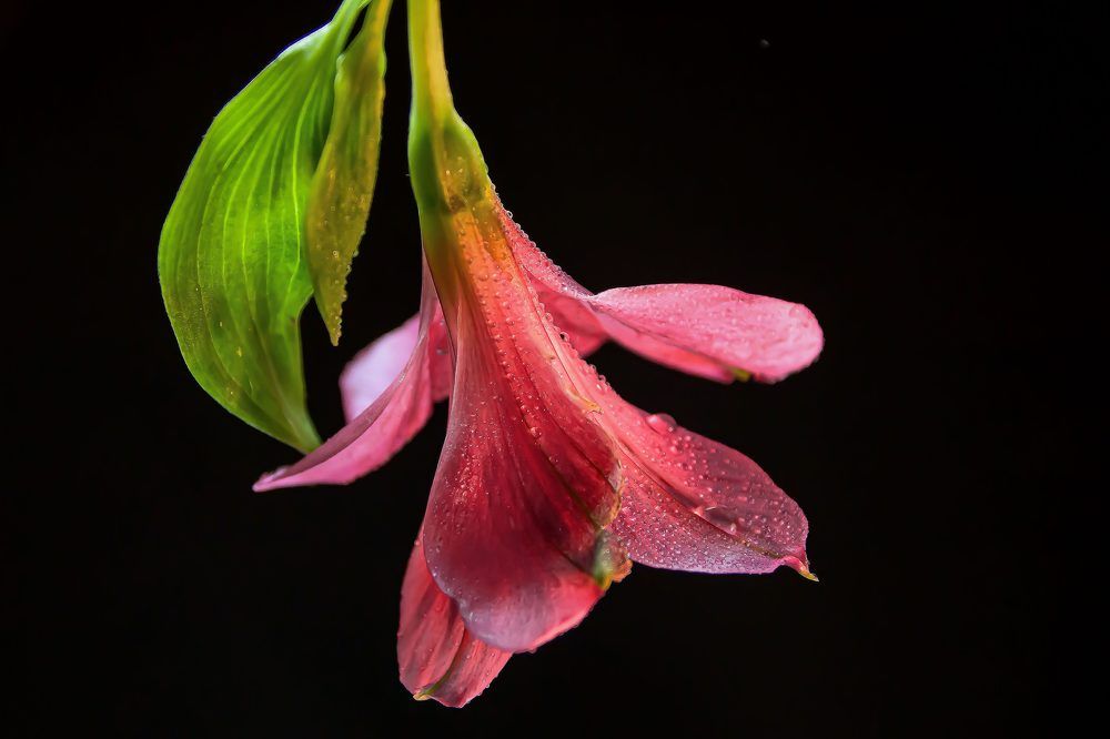 Альстромерия