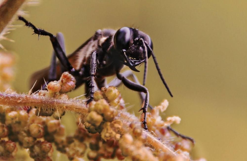 Оса-наездник