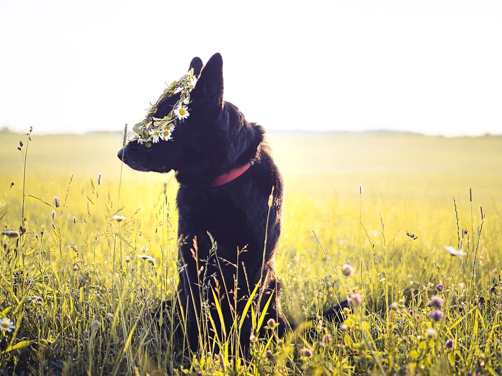 Сонное утро