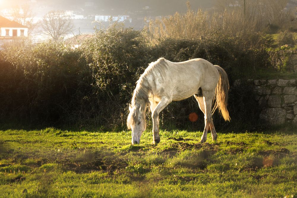 Photograph by Luís Agostinho