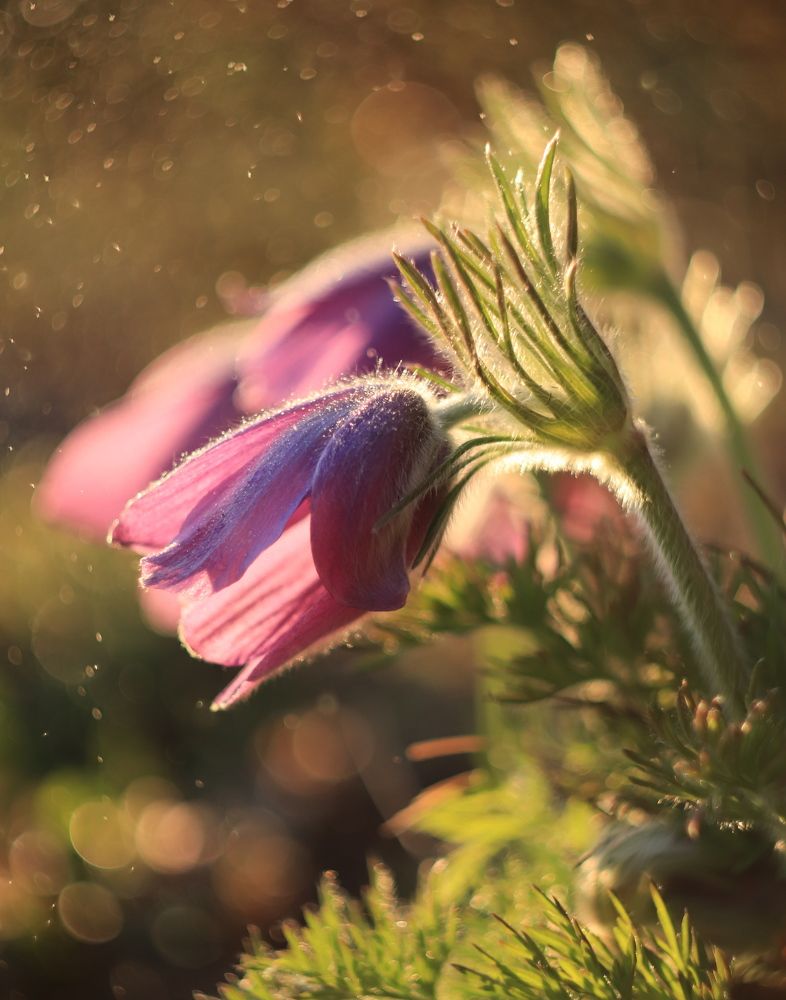 Photograph by Рыбак Лариса