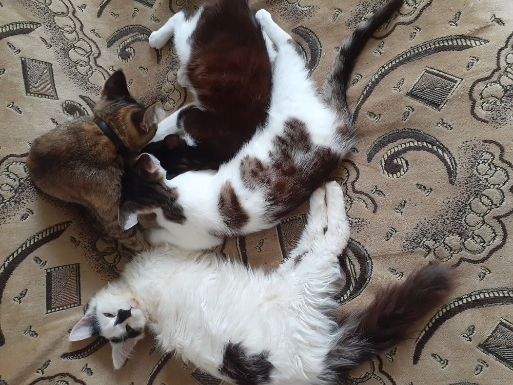 Photograph by Елена Пустовит