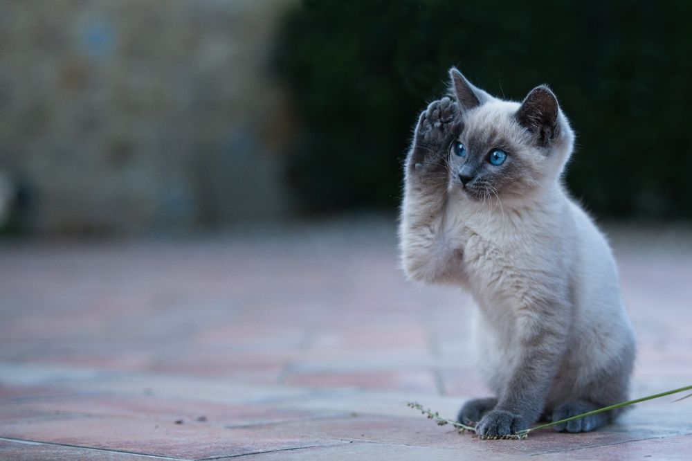 Photograph by Juraj Benčík