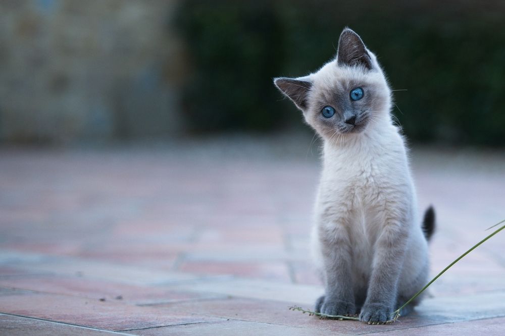 Photograph by Juraj Benčík