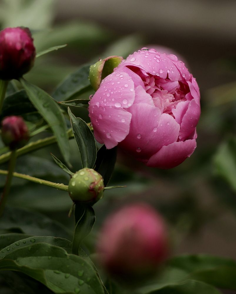 Photograph by Рыбак Лариса