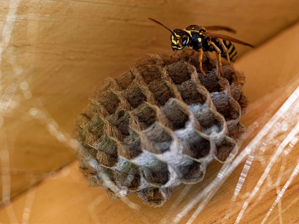 Фотография автора Елена Бурцева