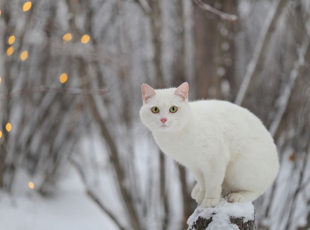 Photograph by Евгения Левина