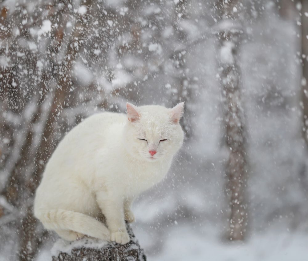 Photograph by Евгения Левина