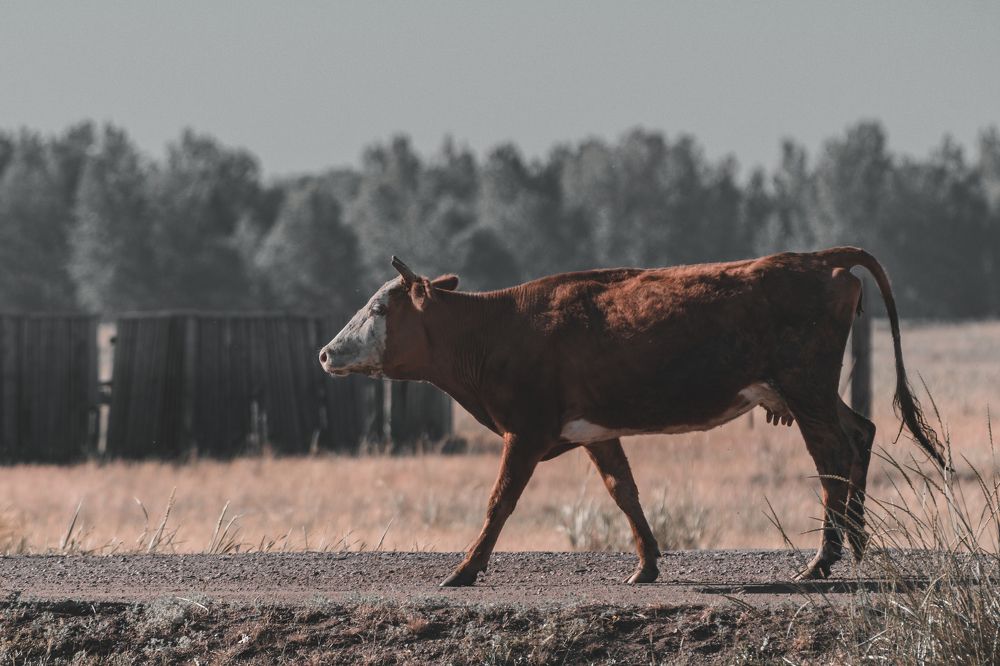 Photograph by Никита Рейзин