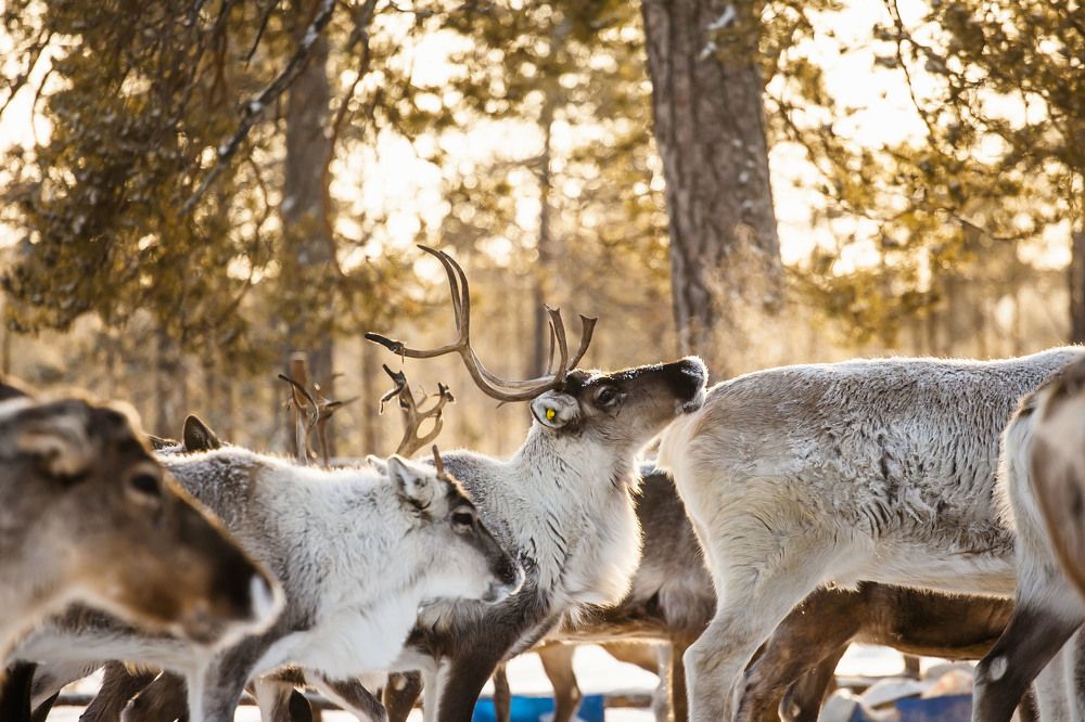 Фотография автора Надежда Лебедева