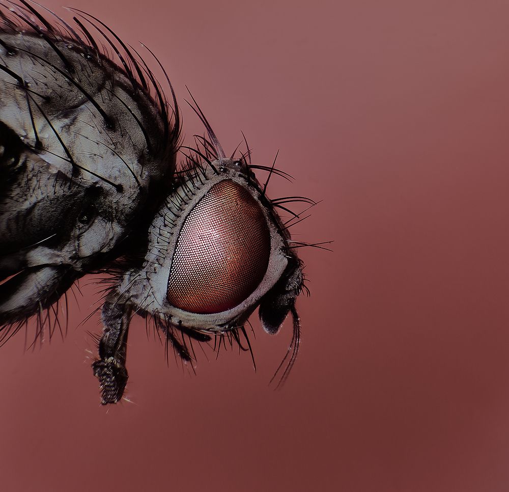 The fly