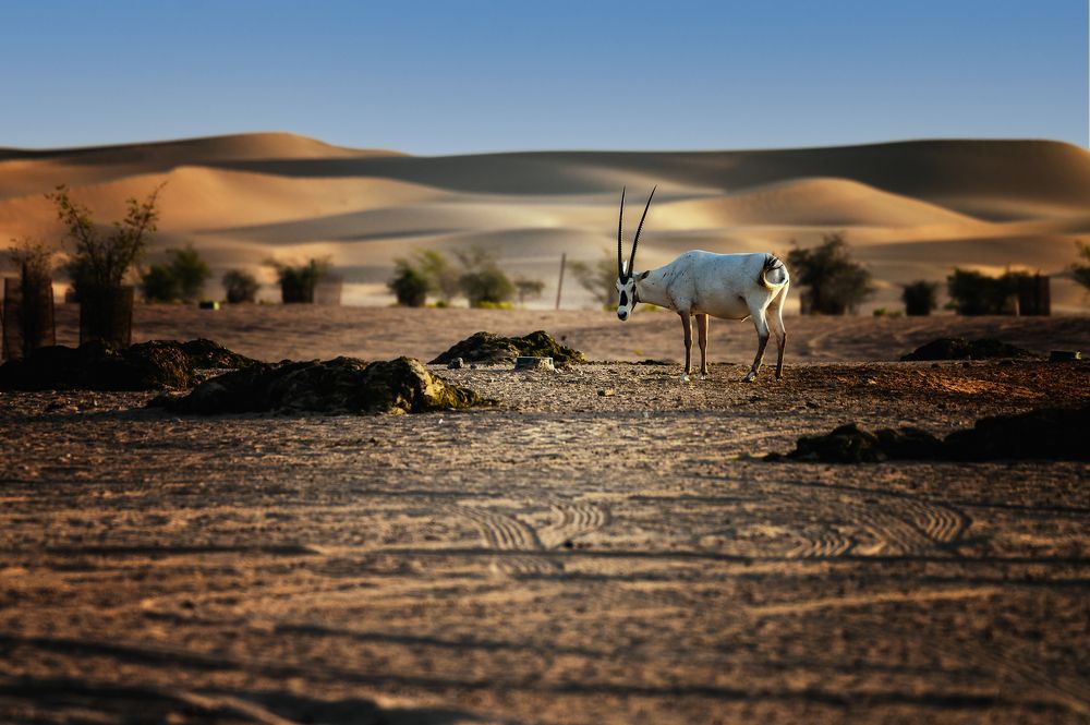 Photograph by Shrideep Nanal