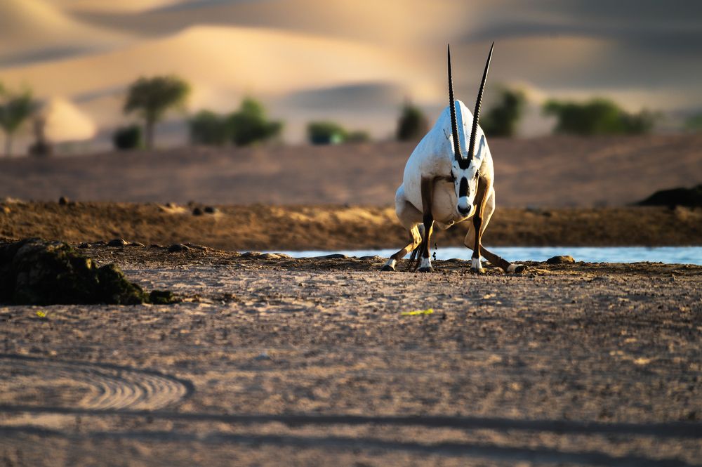 Photograph by Shrideep Nanal